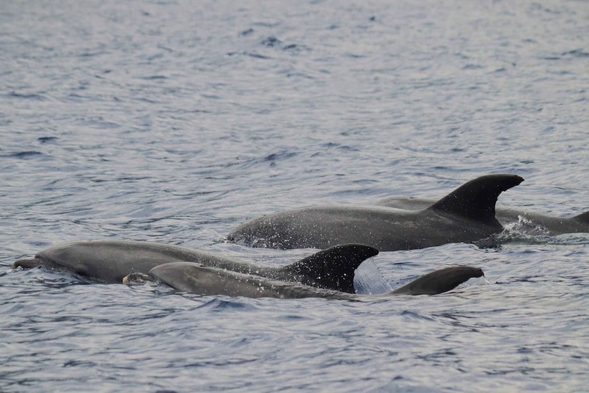 Funchal: Guarantee Wild Dolphin&Whale Watching by RIB