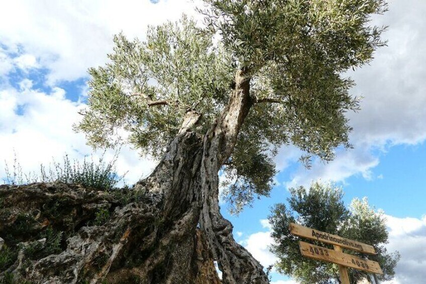 Olive tree recovered in Oliete.