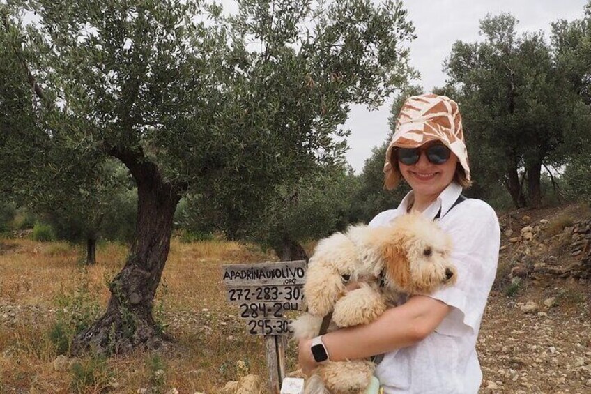Visit to the olive grove.