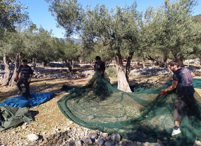 Picture 7 for Activity Cres Olive Harvest Tour