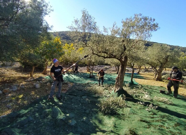 Cres Olive Harvest Tour