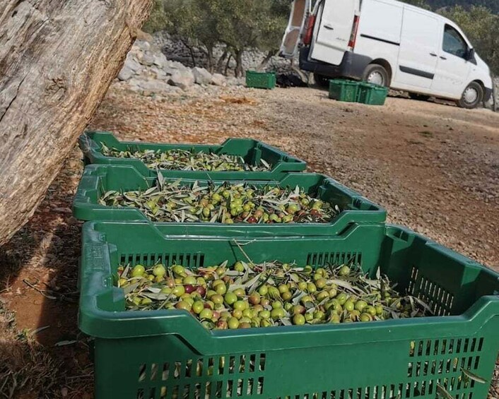 Picture 1 for Activity Cres Olive Harvest Tour