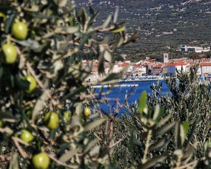 Picture 8 for Activity Cres Olive Harvest Tour