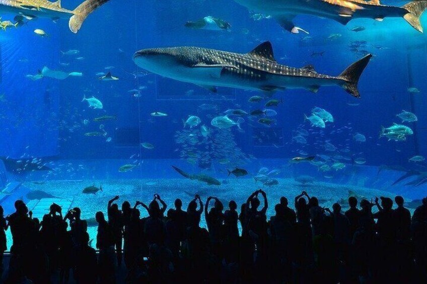 Two Oceans Aquarium