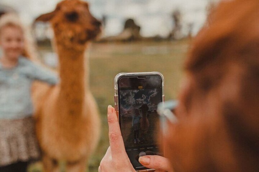 Alpaca Meet and Greet Experience