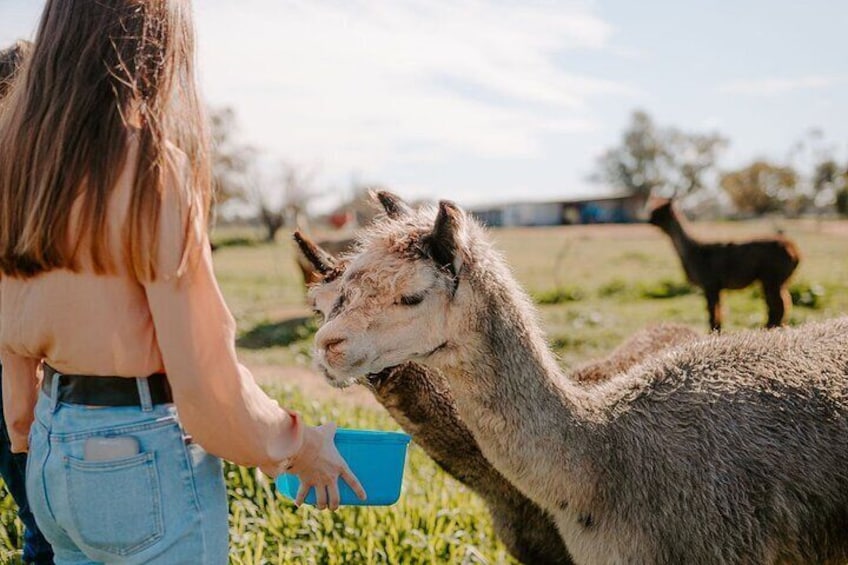 Alpaca Meet and Greet Experience