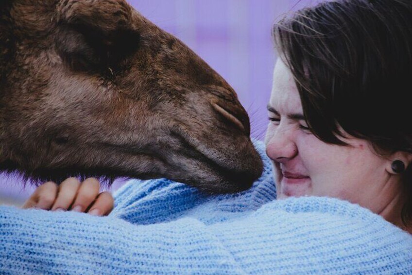 Alpaca Meet and Greet Experience