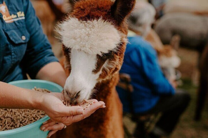 Alpaca Meet and Greet Experience