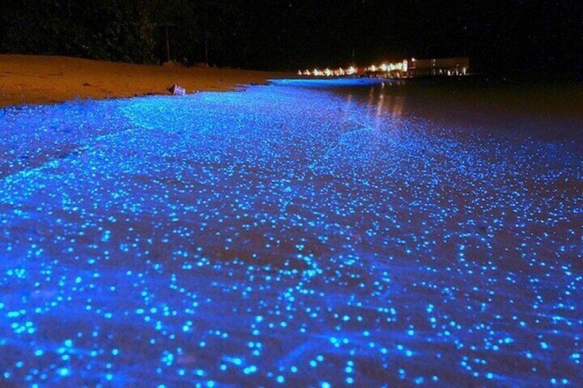 Bioluminescence in Kayak Holbox