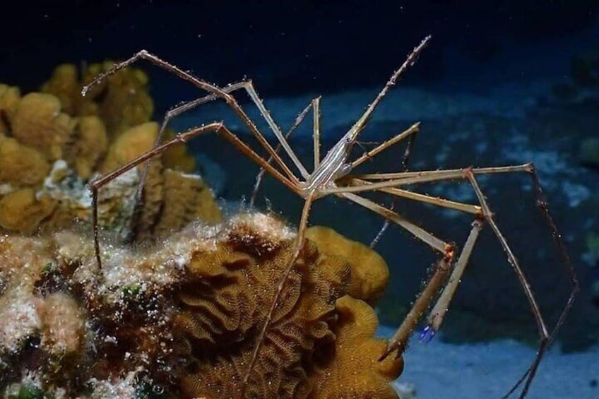 Roatan Night Snorkel Adventure