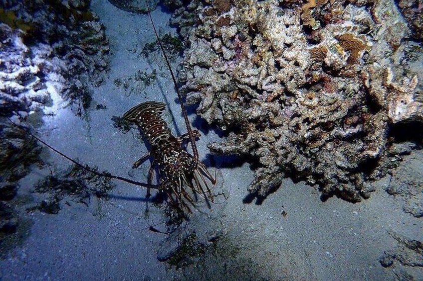 Roatan Night Snorkel Adventure