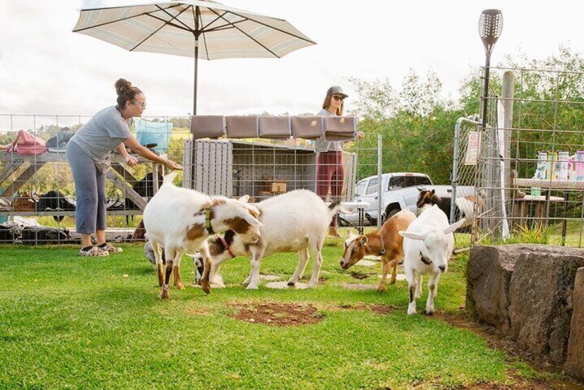 Sunset Maui Goat Yoga with Live Music