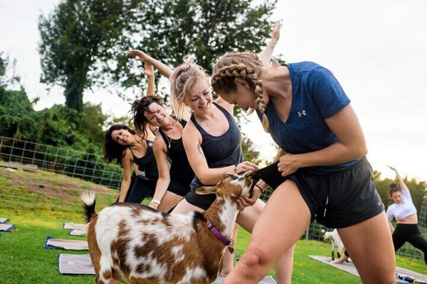 Sunset Maui Goat Yoga with Live Music