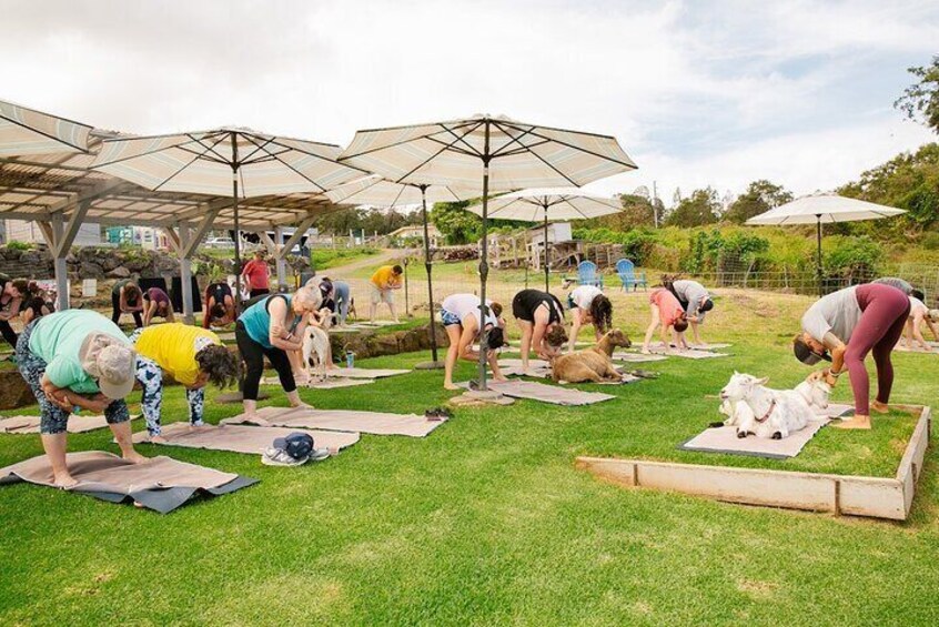 Goat Yoga with Miniature Goats In Maui