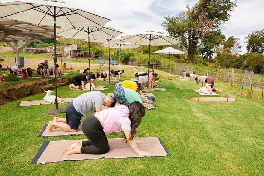 Goat Yoga with Miniature Goats In Maui