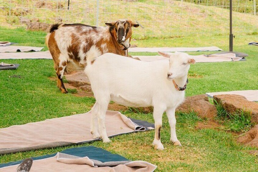 Goat Yoga with Miniature Goats In Maui