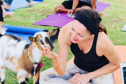 Goat Yoga with Miniature Goats In Maui