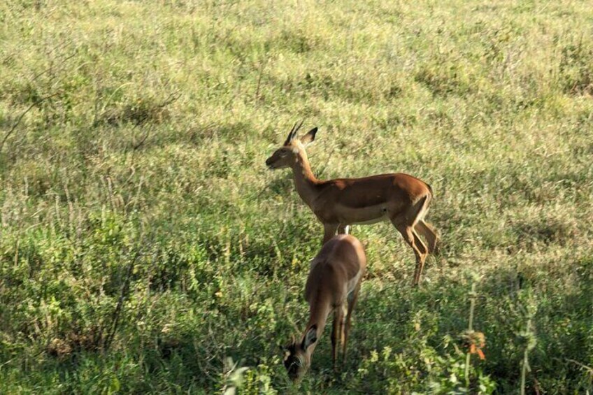 5 day Amboseli, Tsavo east and west expedition 