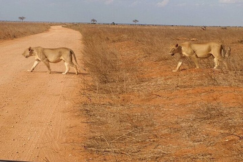 5 day Amboseli, Tsavo east and west expedition 