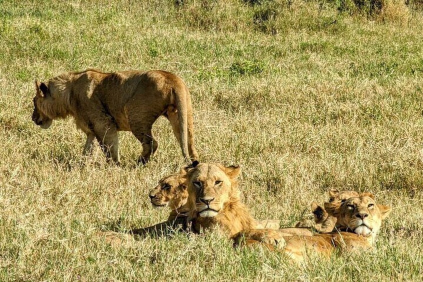 8 Days Private Maasai Mara and Amboseli National Park Tour