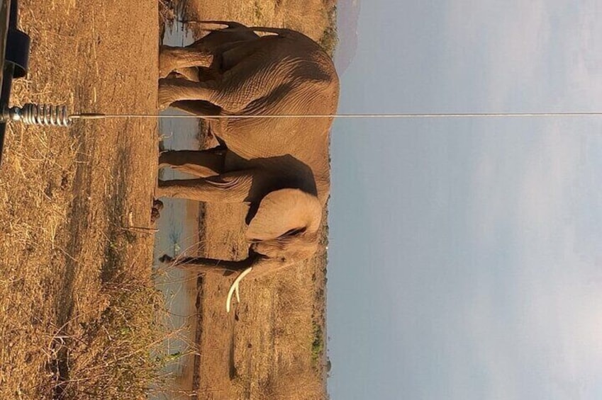 Elephant drink water at Tsavo east national park 