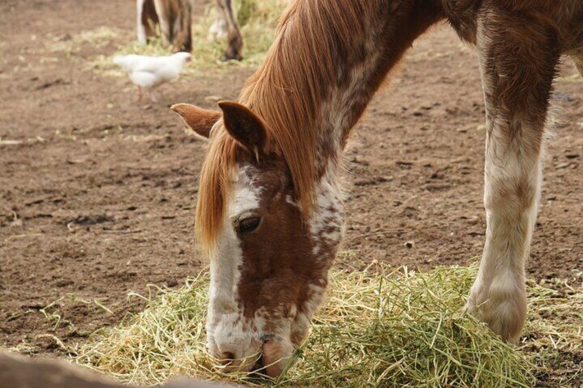 Horseback Riding Tour at Ritoque Dune and Chilean BBQ