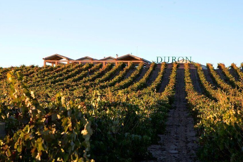 Bodegas Durón from the vineyard