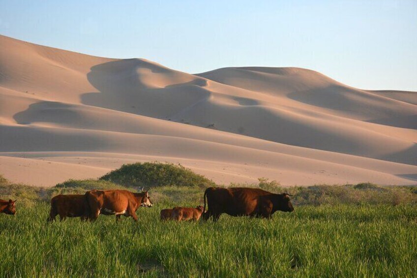 Mongolian Gobi Desert and Terelj Private Tour