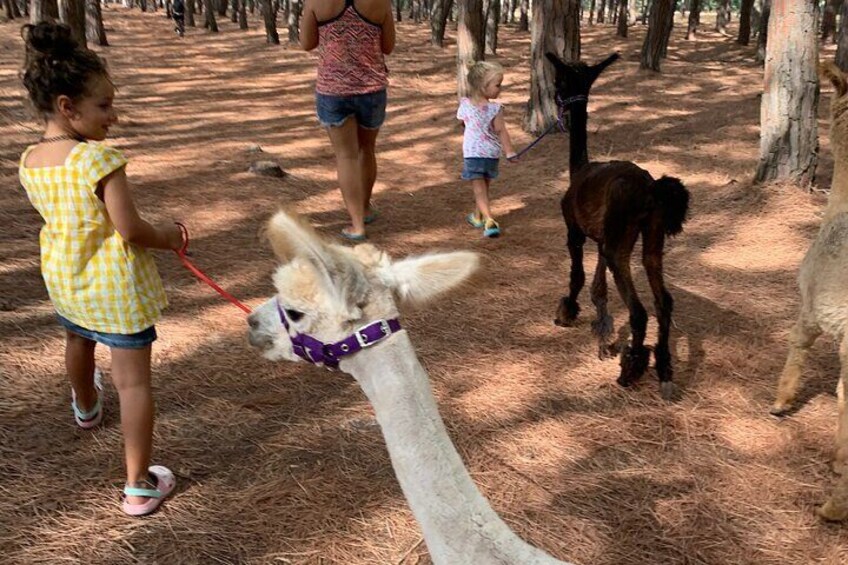 Calabrian Alpacas Beach Experiences and Pine Forest with Selfies