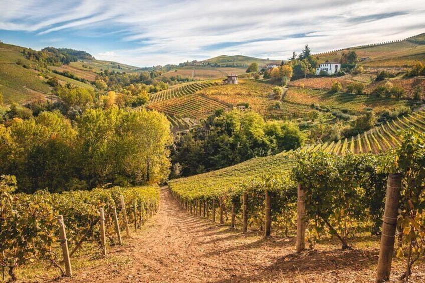 Barolo Private Wine Tour from Milan with a Private Driver