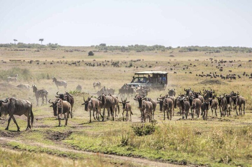 Private Overnight Maasai Mara Safari Tour from Nairobi