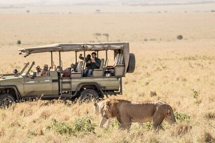 Private Overnight Maasai Mara Safari Tour from Nairobi