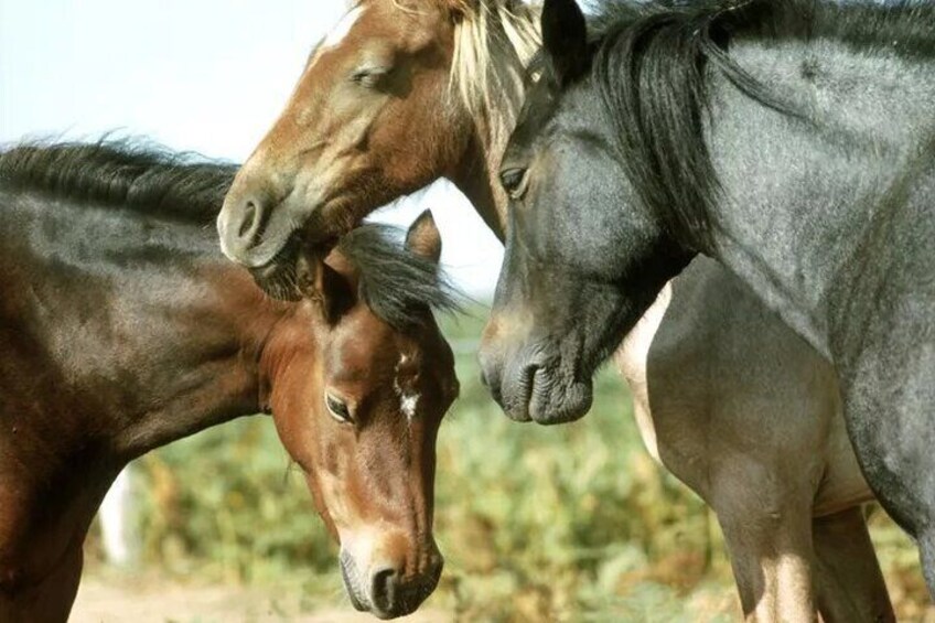 Horseback riding in La Calera with lunch option at Andrés Carne de Res