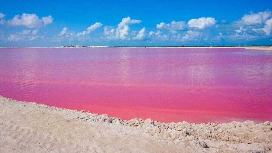 Las Coloradas, Río Lagartos and Playa Cancunito Tour from Mérida