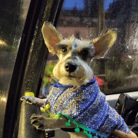 Kota Meksiko: Ajak Anjing Anda Tur Bus Tingkat di Malam Hari