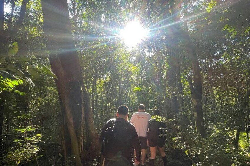 hiking through the rainforest