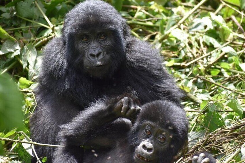 3 Days of Gorilla Trekking Budget Safari in Uganda