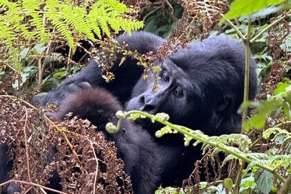 3 Days of Gorilla Trekking Budget Safari in Uganda