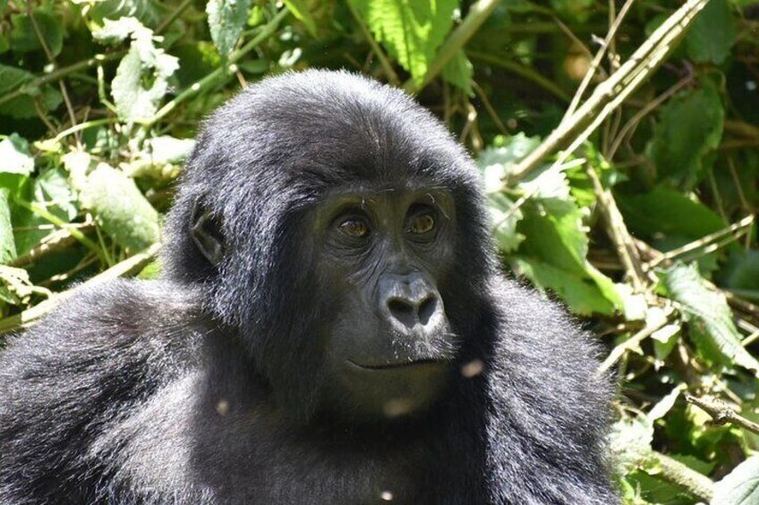 3 Days of Gorilla Trekking Budget Safari in Uganda