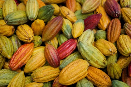 Visita guiada a la granja de cacao y degustación