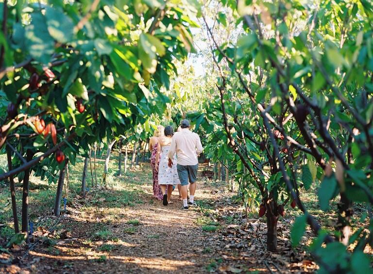 Guided Cacao Farm Tour and Tasting