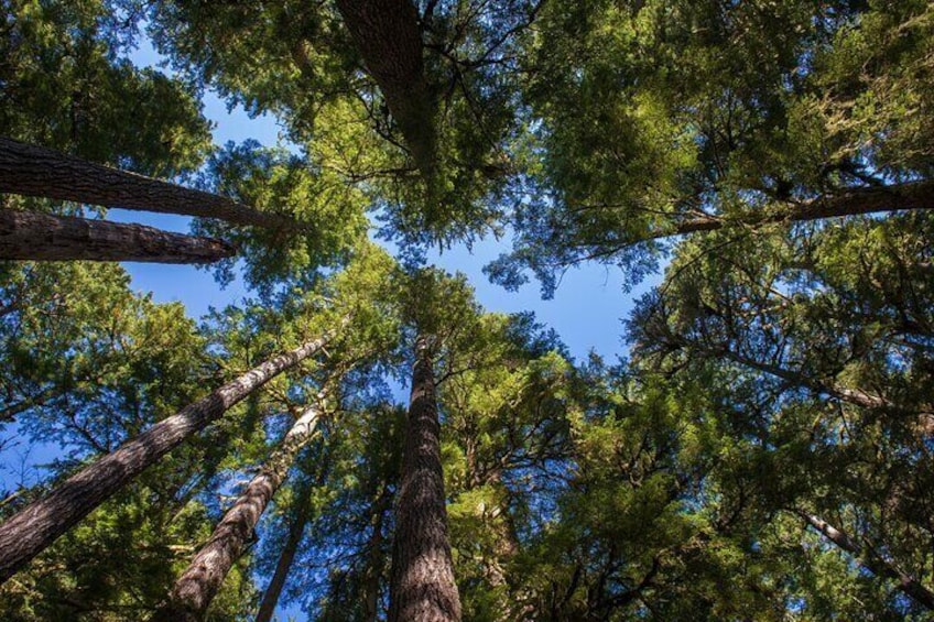 Private Tour of John Muir Redwoods and Sausalito