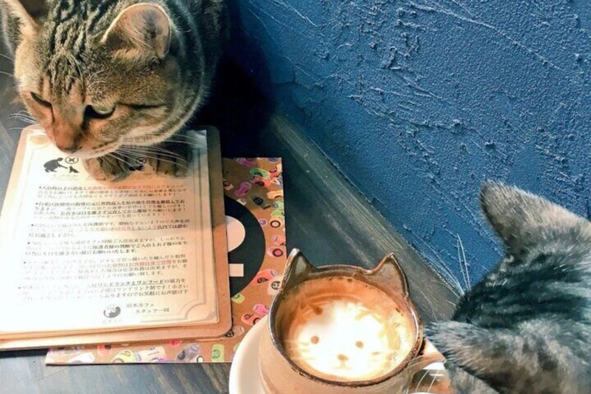 Cat Cafe & Bar Private Tour in Yanaka