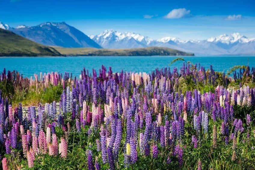 Private Tour Tekapo from Christchurch