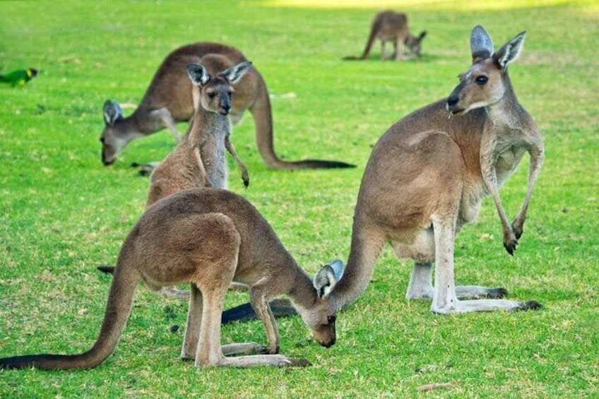 Sydney Wild Kangaroos and a Cruise: A Private Wildlife Adventure