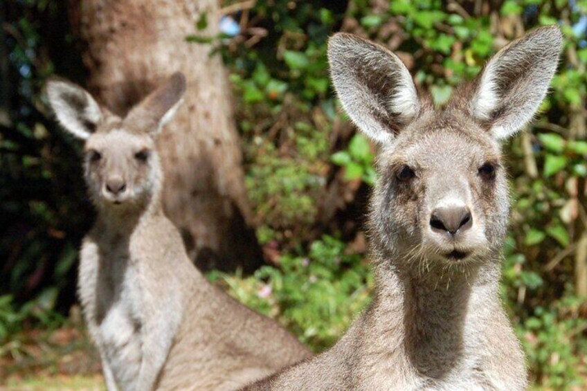 Sydney Wild Kangaroos and a Cruise: A Private Wildlife Adventure