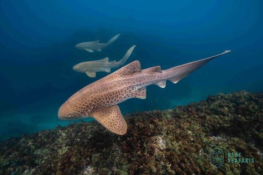 Trio of Leopard Sharks