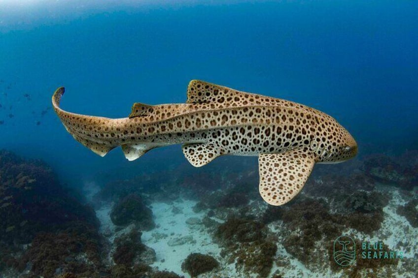 Friendly Leopard Sharks