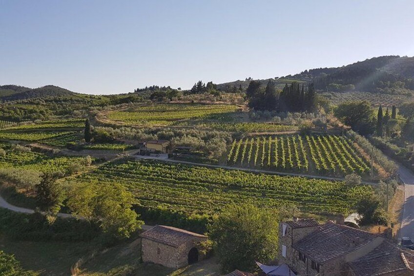 Montefioralle Winery - Tour and Wine Tasting in Chianti