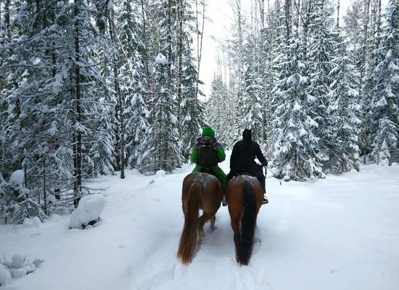 Picture 3 for Activity Rovaniemi: Winter Horse Riding in Arctic Nature